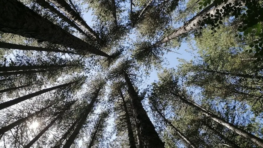 Parco Nazionale della Sila
